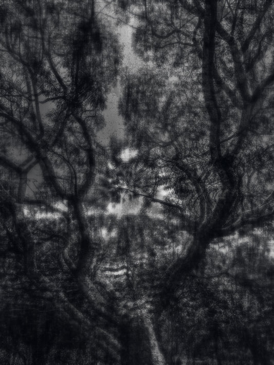 Memory of Shadows – A monochrome labyrinth where nature and memory intertwine.